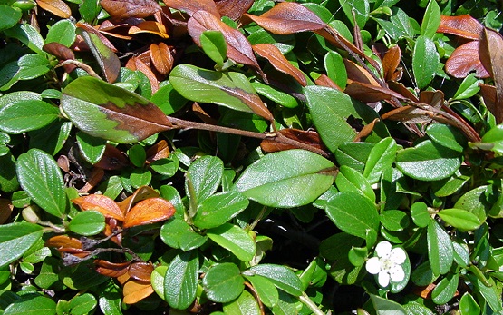 Cotoneaster dammeri con fuoco batterico